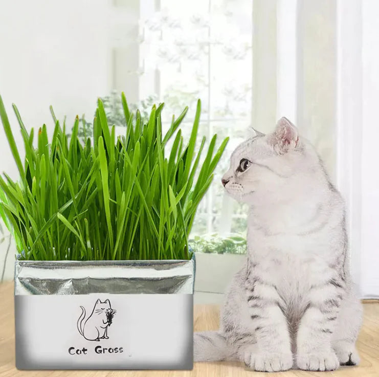 PurePaws Organic Cat Grass